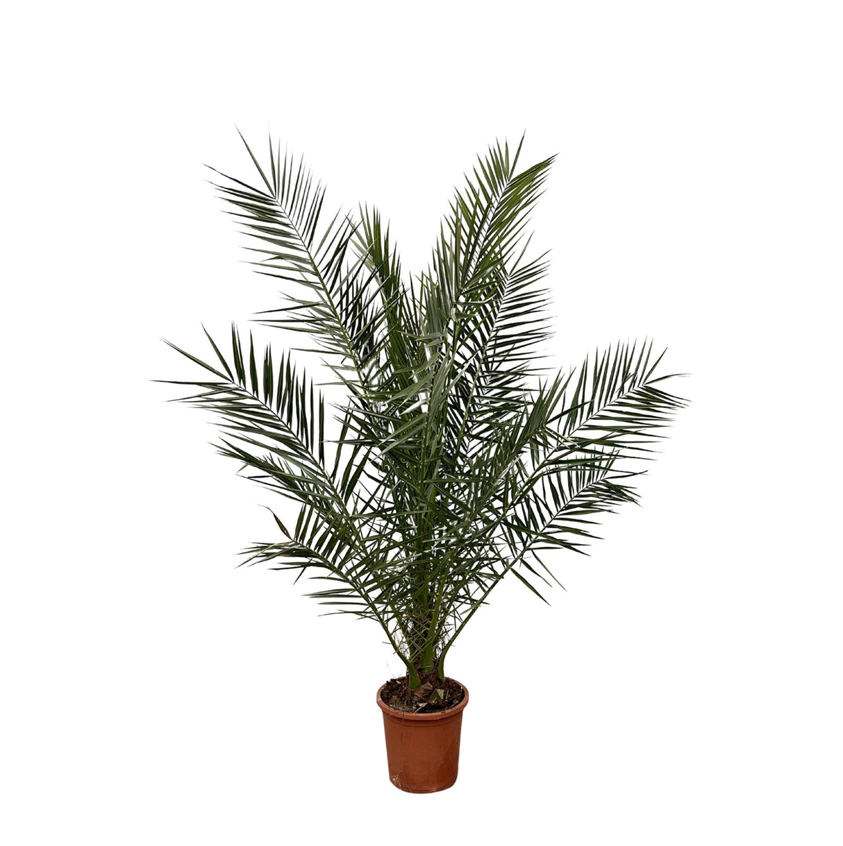 Phoenix Canariensis - 180cm- Ø25 - Palm