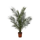 Phoenix Canariensis - 180cm- Ø25 - Palm