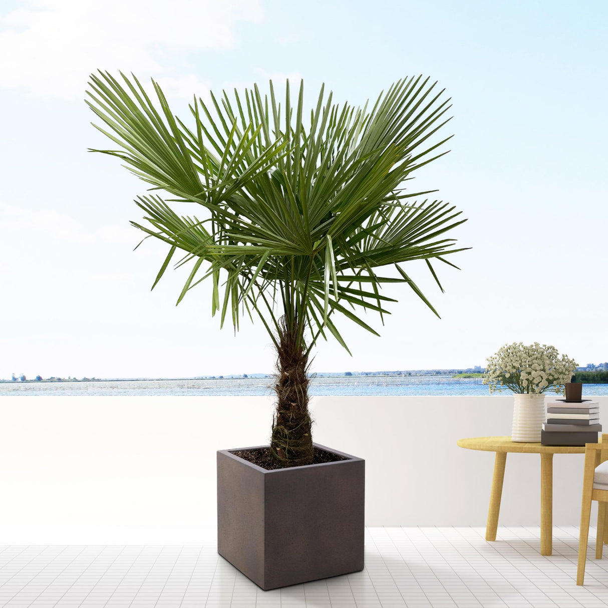 Trachycarpus - 160cm- Ø30 - Palm