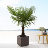 Trachycarpus - 160cm- Ø30 - Palm