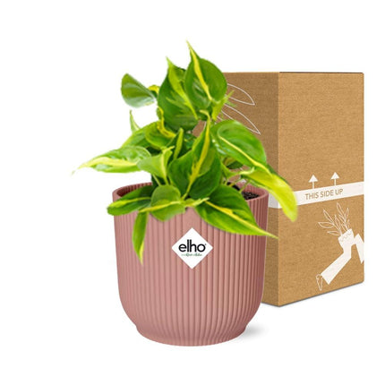 Philodendron Scandens ‘Brasil’ in ELHO Vibes Fold 14cm roze - Kamerplant