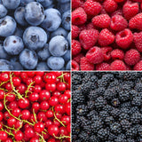 "Vruchtenparadijs" BIO Fruitplanten mix set van 4 verschillende soorten - Fruitstruik