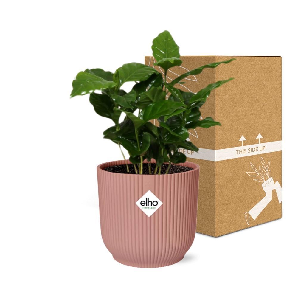 Coffea Arabica in ELHO Vibes Fold 14cm roze - Kamerplant