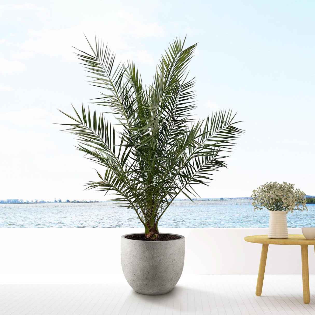 Phoenix Canariensis - 180cm- Ø25 - Palm