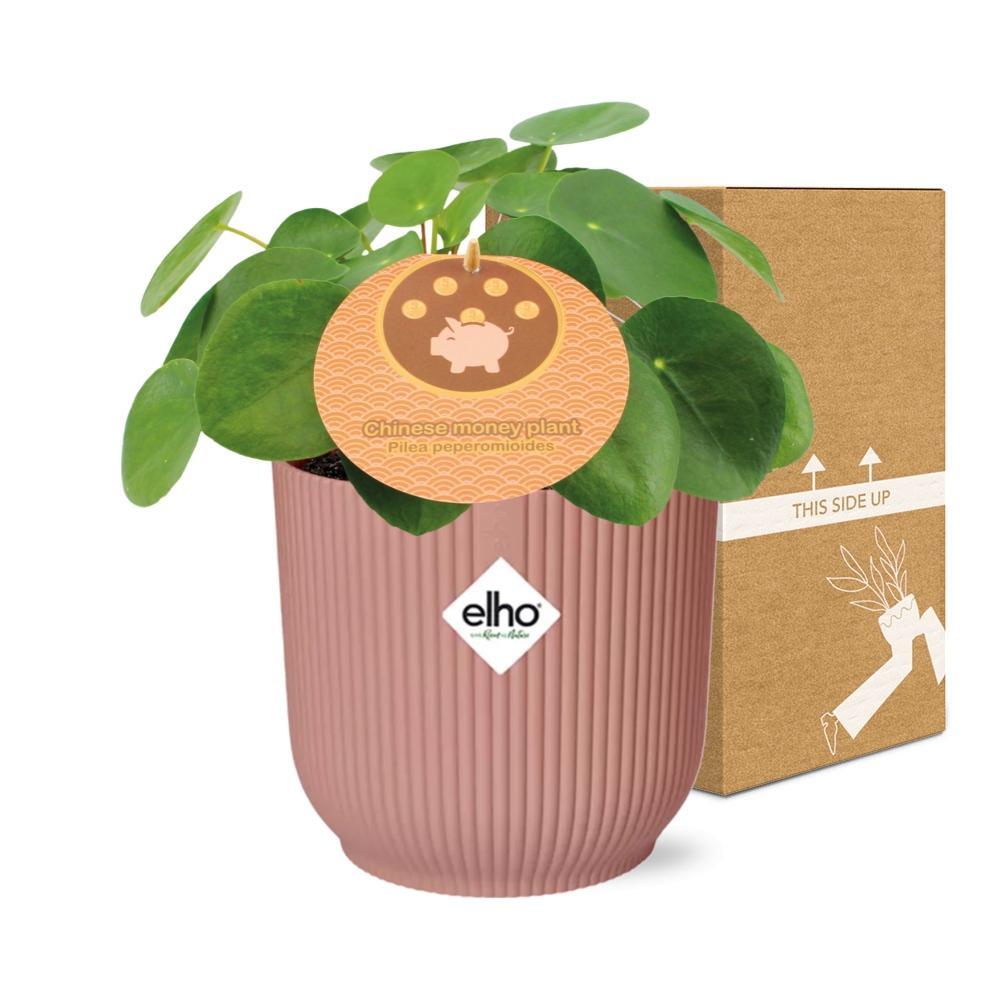 Pilea Peperomioides 12cm in ELHO Vibes Fold 14cm roze - Pannekoekplant- Kamerplant