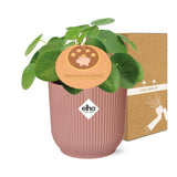 Pilea Peperomioides 12cm in ELHO Vibes Fold 14cm roze - Pannekoekplant- Kamerplant