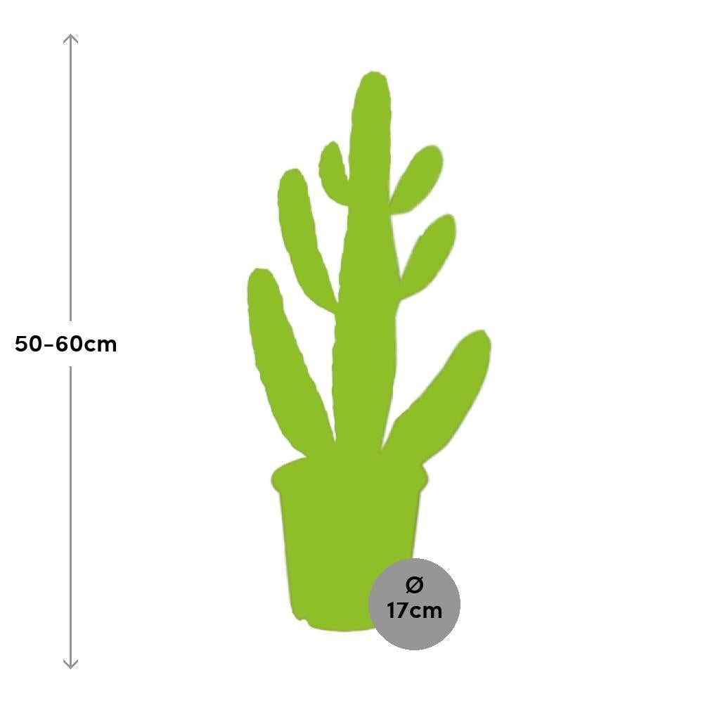Opuntia Consolea - Ø17cm - ↕55cm - Kamerplant
