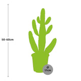 Opuntia Consolea - Ø17cm - ↕55cm - Kamerplant