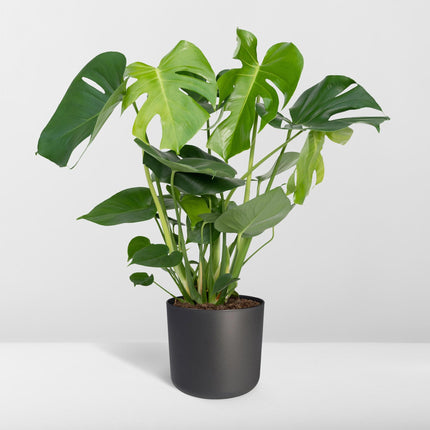 Monstera Deliciosa - Gatenplant - 65cm - Ø21 - Kamerplant
