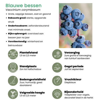 "Zomervruchten" BIO Fruitplanten mix set van 4 verschillende soorten - Fruitstruik