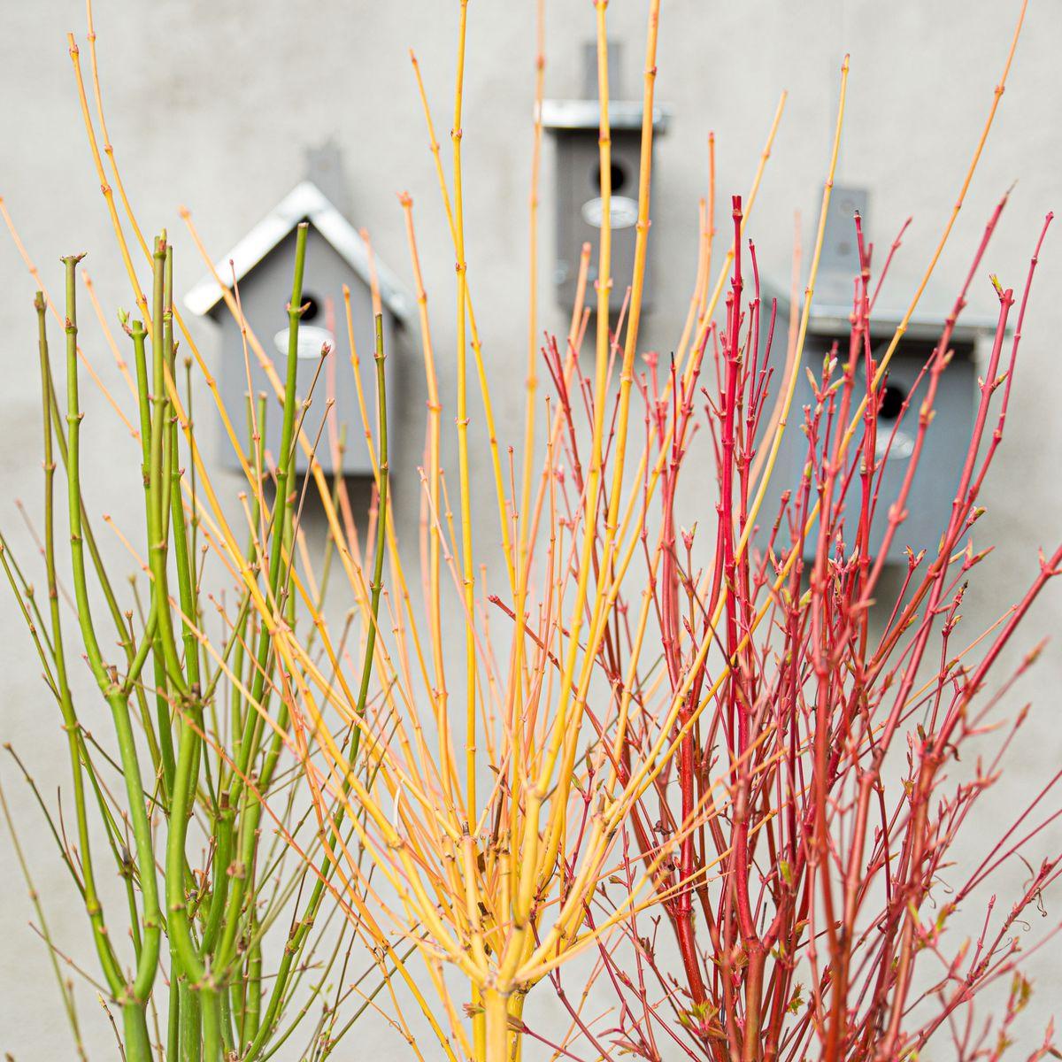 Acer palm. 'Going Green'® - ↨40cm - Ø19cm - Tuinplant
