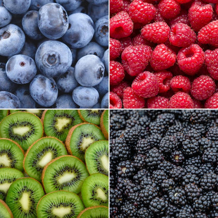 "Zomervruchten" BIO Fruitplanten mix set van 4 verschillende soorten - Fruitstruik