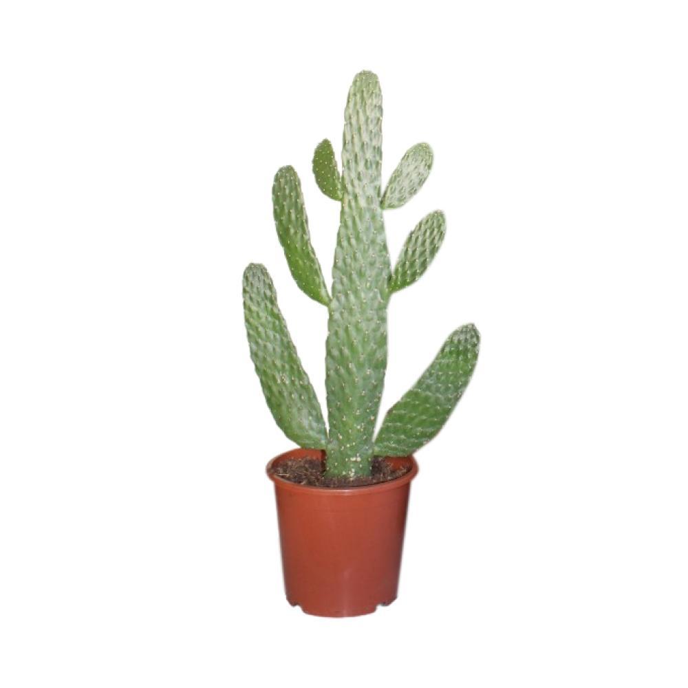 Opuntia Consolea - Ø17cm - ↕55cm - Kamerplant