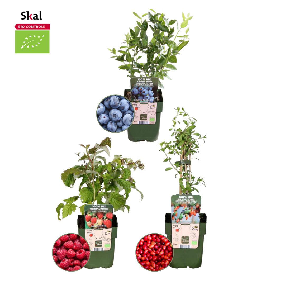 "Vruchten feestje" BIO Fruitplanten mix set van 3 verschillende soorten - Fruitstruik