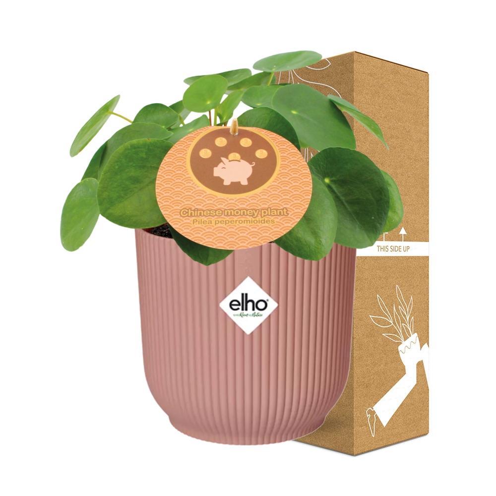 Pilea Peperomioides 12cm in ELHO Vibes Fold 14cm roze - Pannekoekplant- Kamerplant
