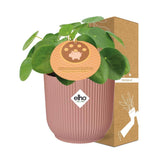 Pilea Peperomioides 12cm in ELHO Vibes Fold 14cm roze - Pannekoekplant- Kamerplant