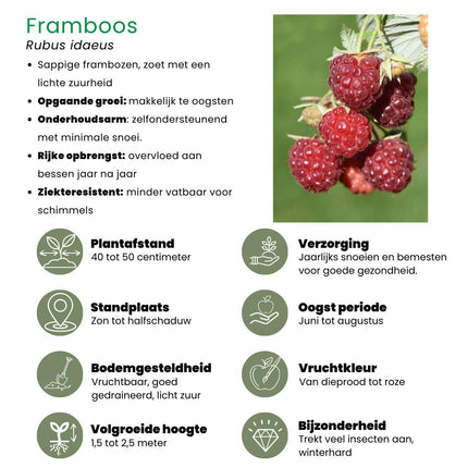 "Zomervruchten" BIO Fruitplanten mix set van 4 verschillende soorten - Fruitstruik