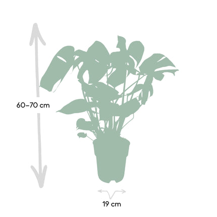 Monstera Deliciosa - Gatenplant - 65cm - Ø21 - Kamerplant