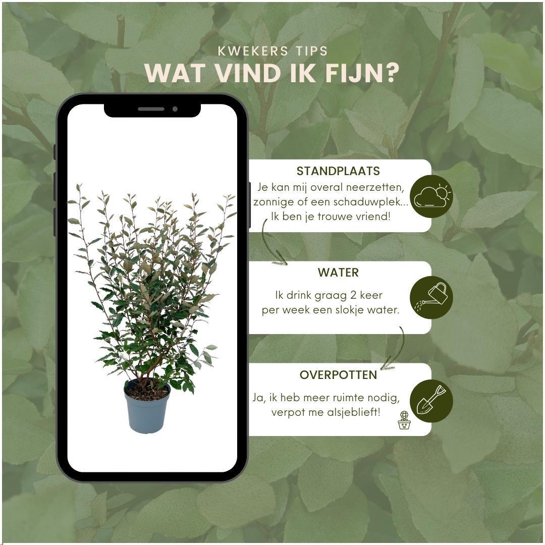25 grote Olijfwilg planten voor 10 strekkende meter haag | ↨ 100-125 cm in 12 liter pot