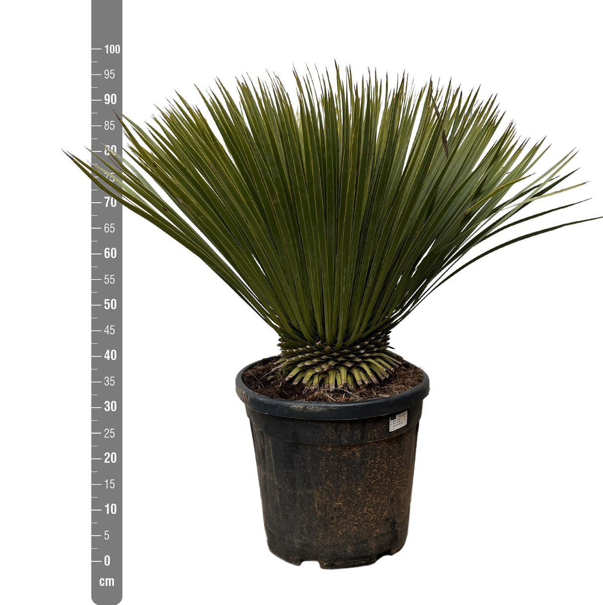 Yucca Rostrata - 90cm- Ø30 - Palm