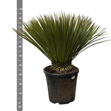 Yucca Rostrata - 90cm- Ø30 - Palm