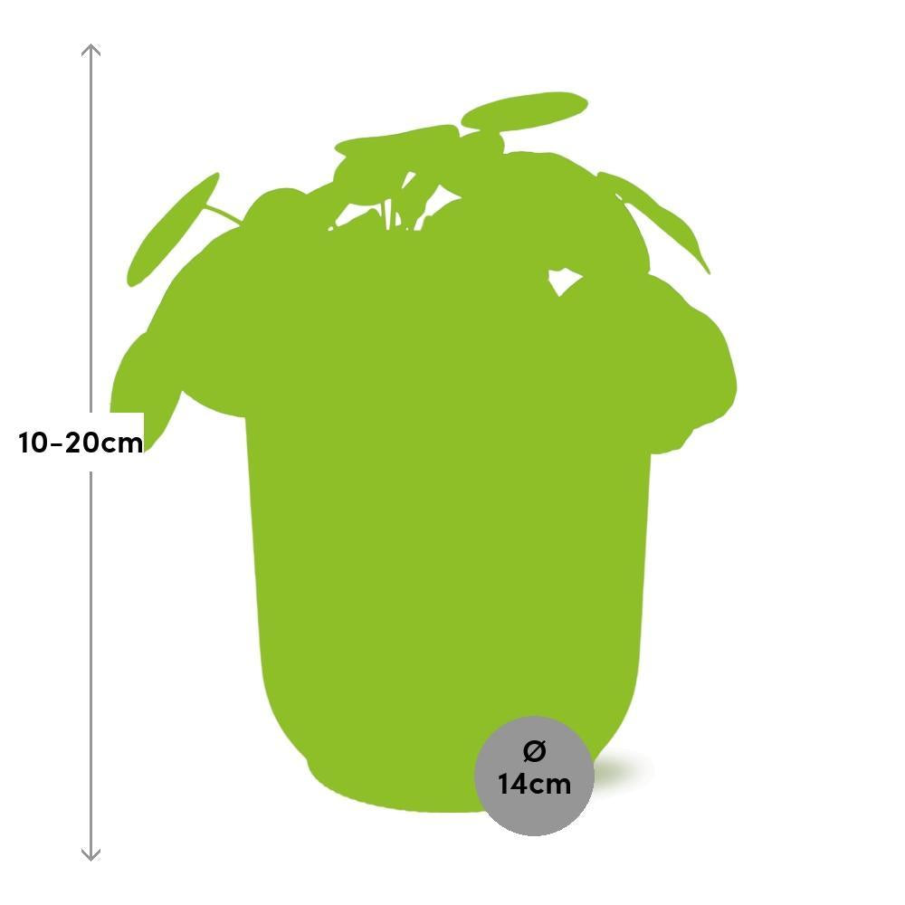Pilea Peperomioides 12cm in ELHO Vibes Fold 14cm roze - Pannekoekplant- Kamerplant