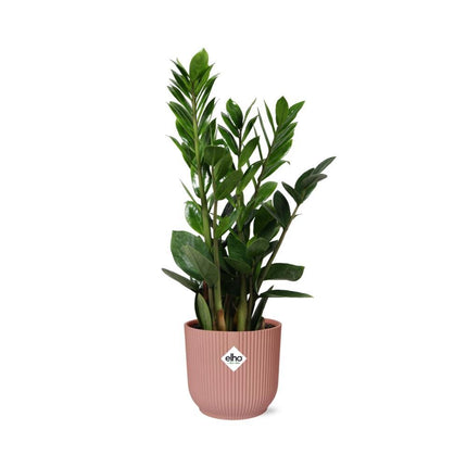 Zamioculcas – Hoogte 45-50 in ELHO Vibes Fold 14cm roze - Kamerplant