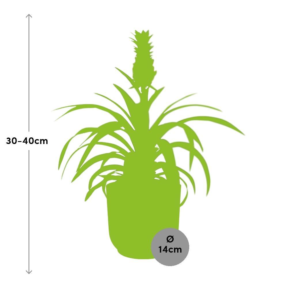 Ananas Mi Amigo in ELHO Vibes Fold 14cm roze - Kamerplant