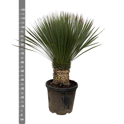 Yucca Rostrata - 120cm- Ø35 - Palm