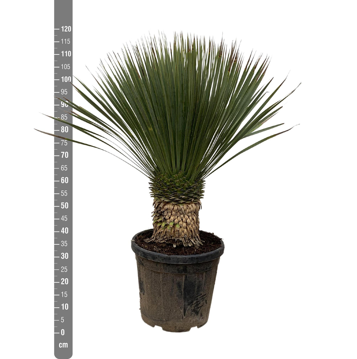Yucca Rostrata - 120cm- Ø35 - Palm