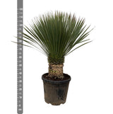 Yucca Rostrata - 120cm- Ø35 - Palm