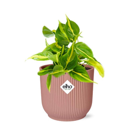 Philodendron Scandens ‘Brasil’ in ELHO Vibes Fold 14cm roze - Kamerplant