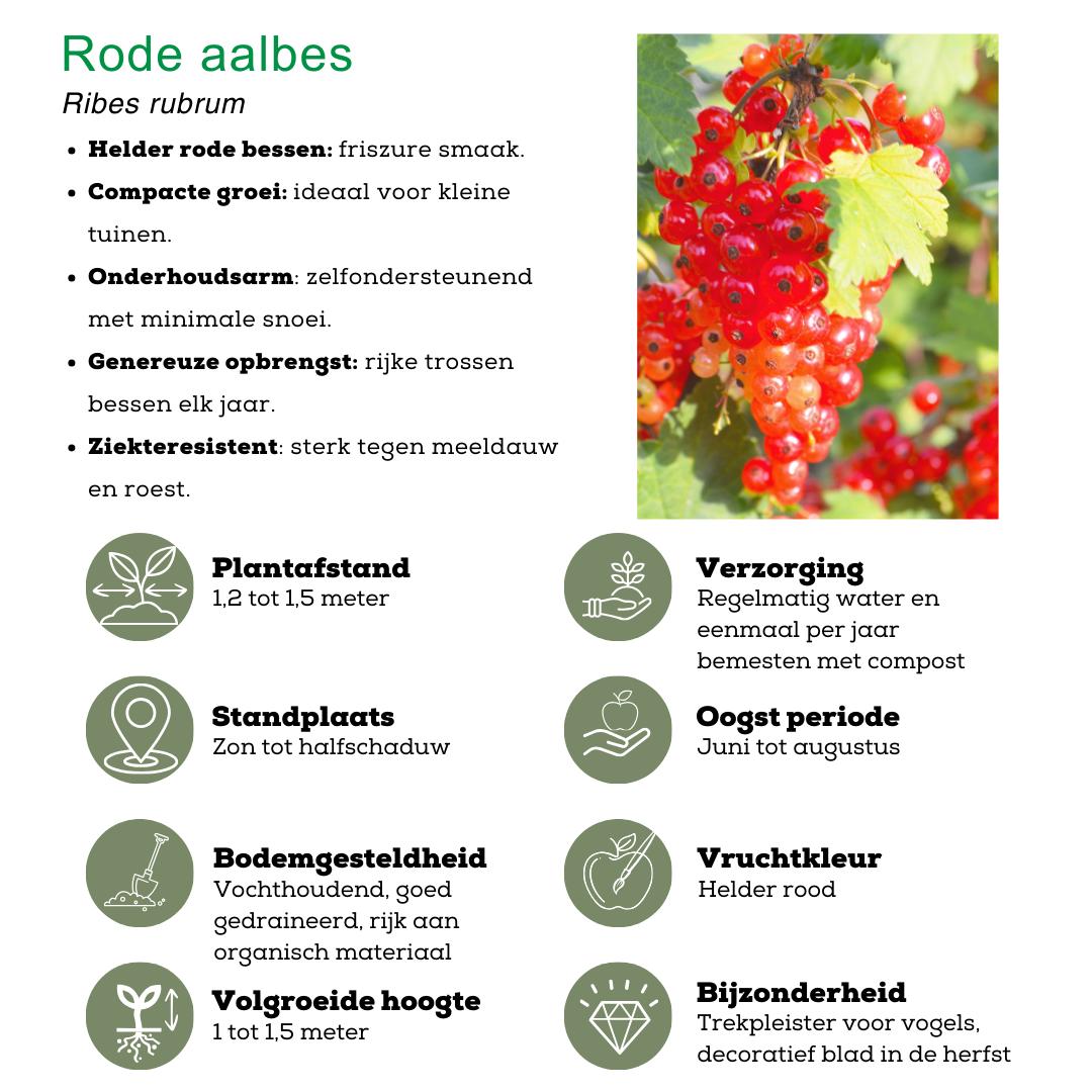 "Vruchtenparadijs" BIO Fruitplanten mix set van 4 verschillende soorten - Fruitstruik