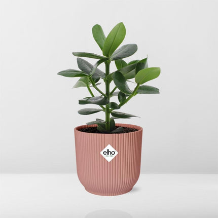 Clusia Princess in ELHO Vibes Fold 14cm roze - Kamerplant