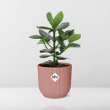 Clusia Princess in ELHO Vibes Fold 14cm roze - Kamerplant
