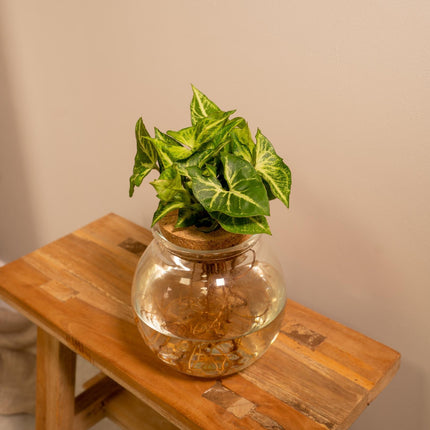Syngonium Pixie in Bolglas - Ø12cm - ↕30cm - Kamerplant - Bolglas