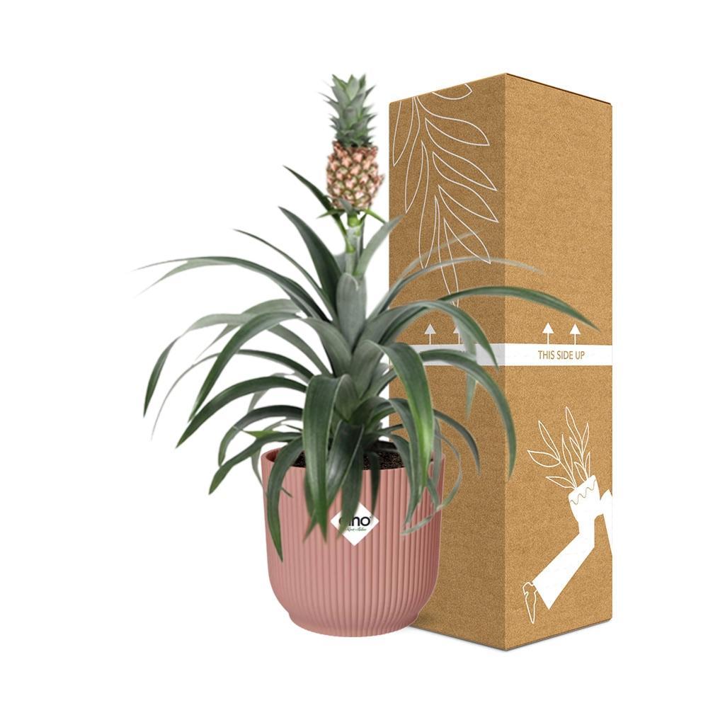 Ananas Mi Amigo in ELHO Vibes Fold 14cm roze - Kamerplant