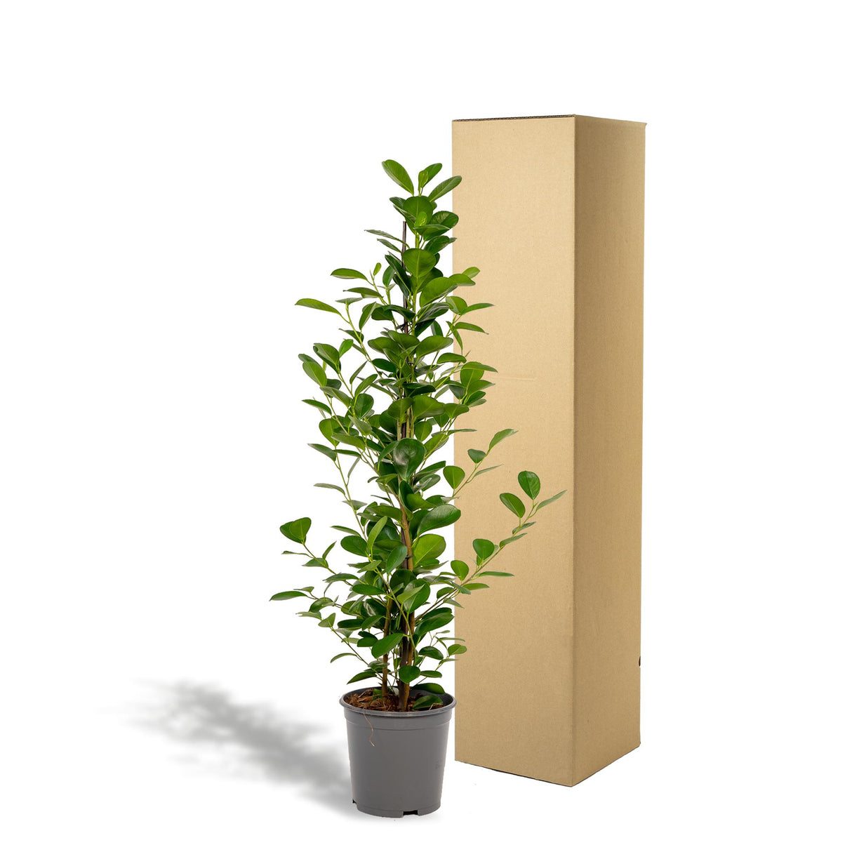 Ficus microcarpa Mossel - Ø21cm - ↕95cm - Kamerplant