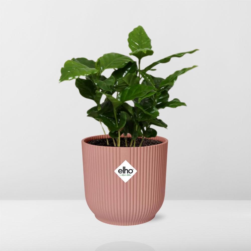 Coffea Arabica in ELHO Vibes Fold 14cm roze - Kamerplant