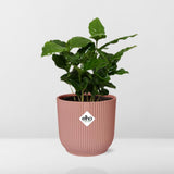 Coffea Arabica in ELHO Vibes Fold 14cm roze - Kamerplant