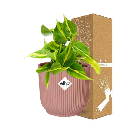 Philodendron Scandens ‘Brasil’ in ELHO Vibes Fold 14cm roze - Kamerplant