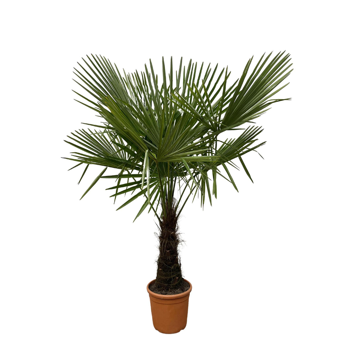 Trachycarpus - 160cm- Ø30 - Palm