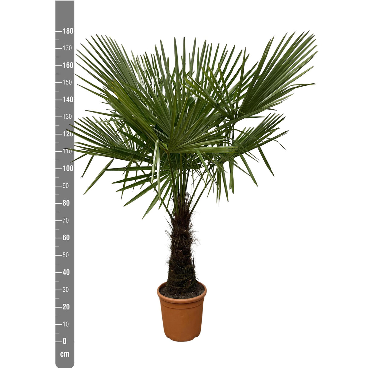 Trachycarpus - 160cm- Ø30 - Palm