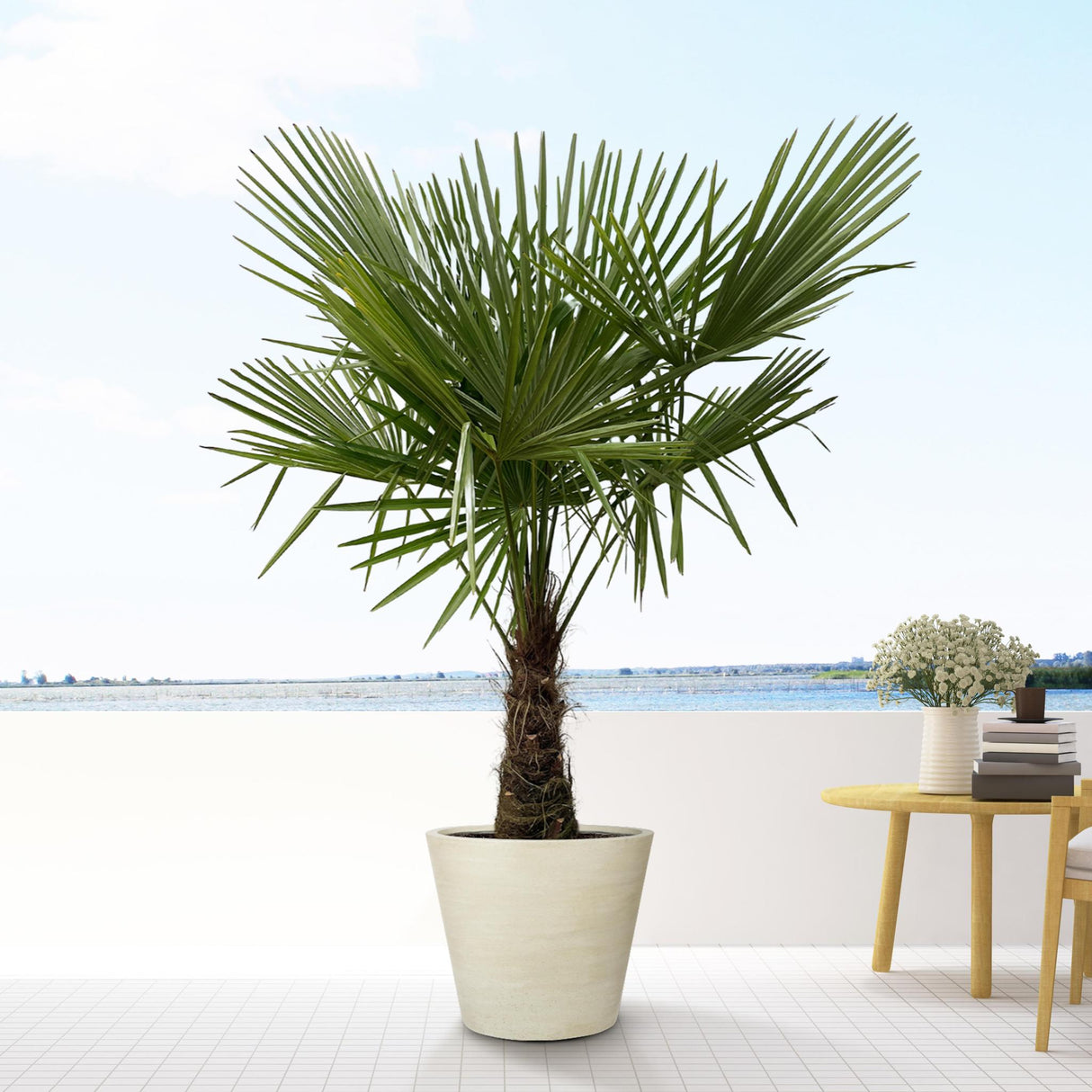 Trachycarpus - 160cm- Ø30 - Palm