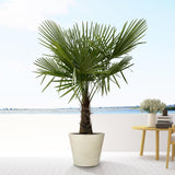 Trachycarpus - 160cm- Ø30 - Palm
