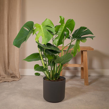Monstera Deliciosa - Gatenplant - 65cm - Ø21 - Kamerplant