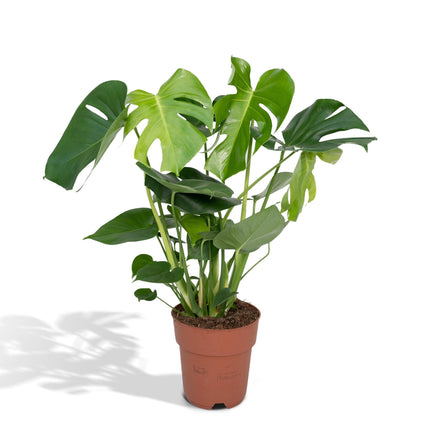 Monstera Deliciosa - Gatenplant - 65cm - Ø21 - Kamerplant