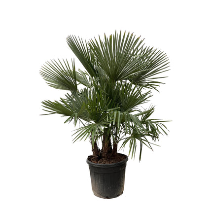 Trachycarpus multi stam - 200cm- Ø45 - Palm