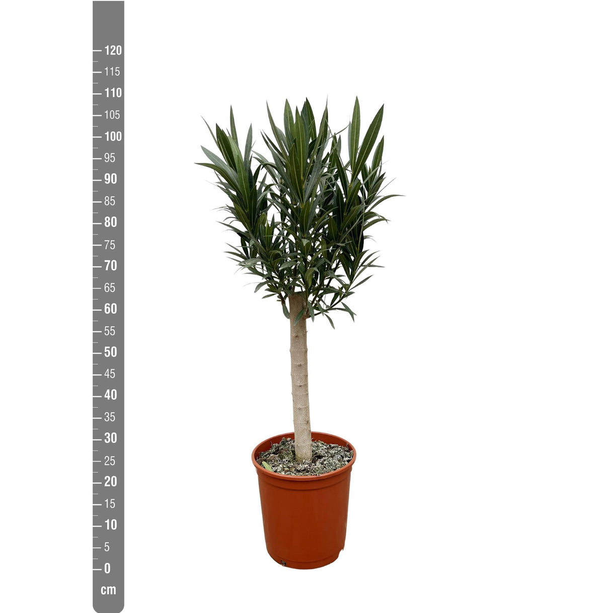 Nerium Oleander op stam met witte bloem - 110cm - Ø30 - Olijfboom