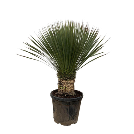 Yucca Rostrata - 120cm- Ø35 - Palm